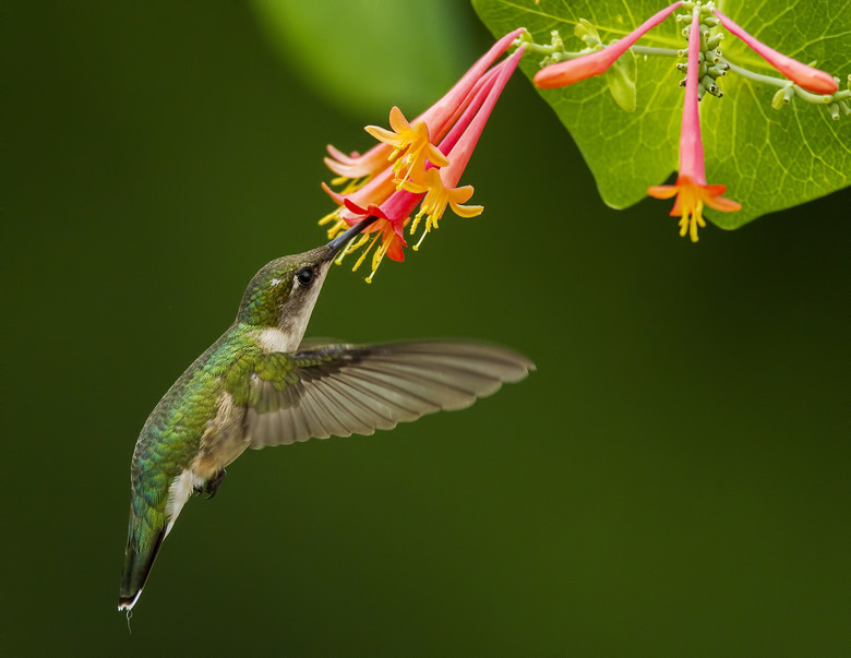 Hummingbird