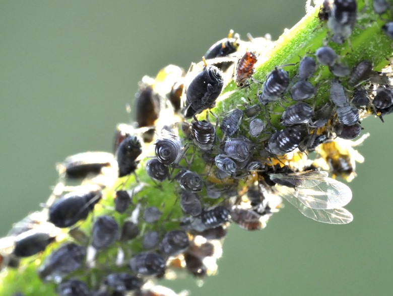 aphids