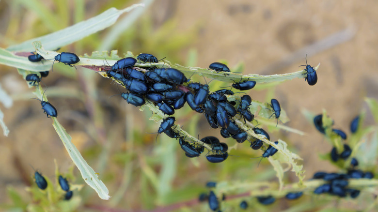 Flea Beetles