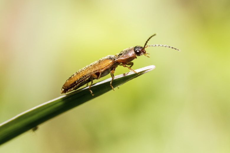 Portrait of a bug