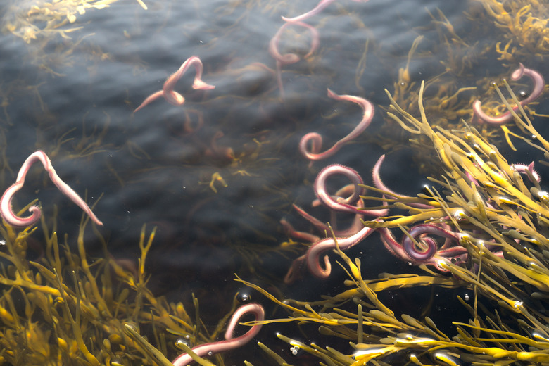 Bloodworms swimming in salt water