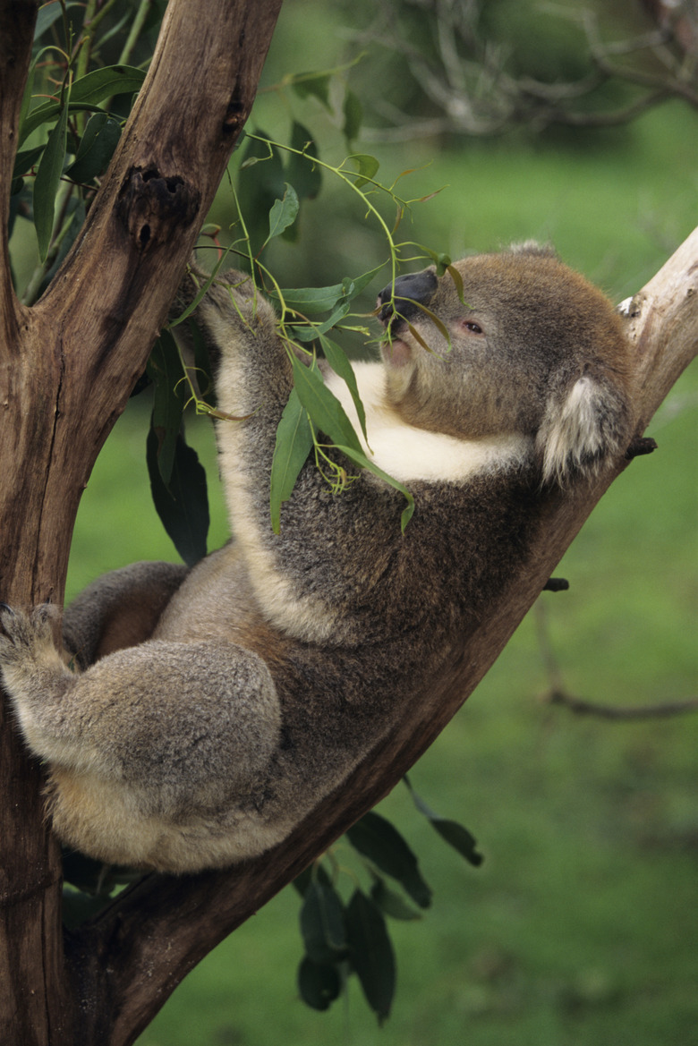 Koala (Phascolarctos cinereus) eating, Australia