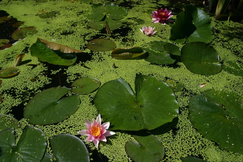 Duckweed and water lilies floating on surface of pond