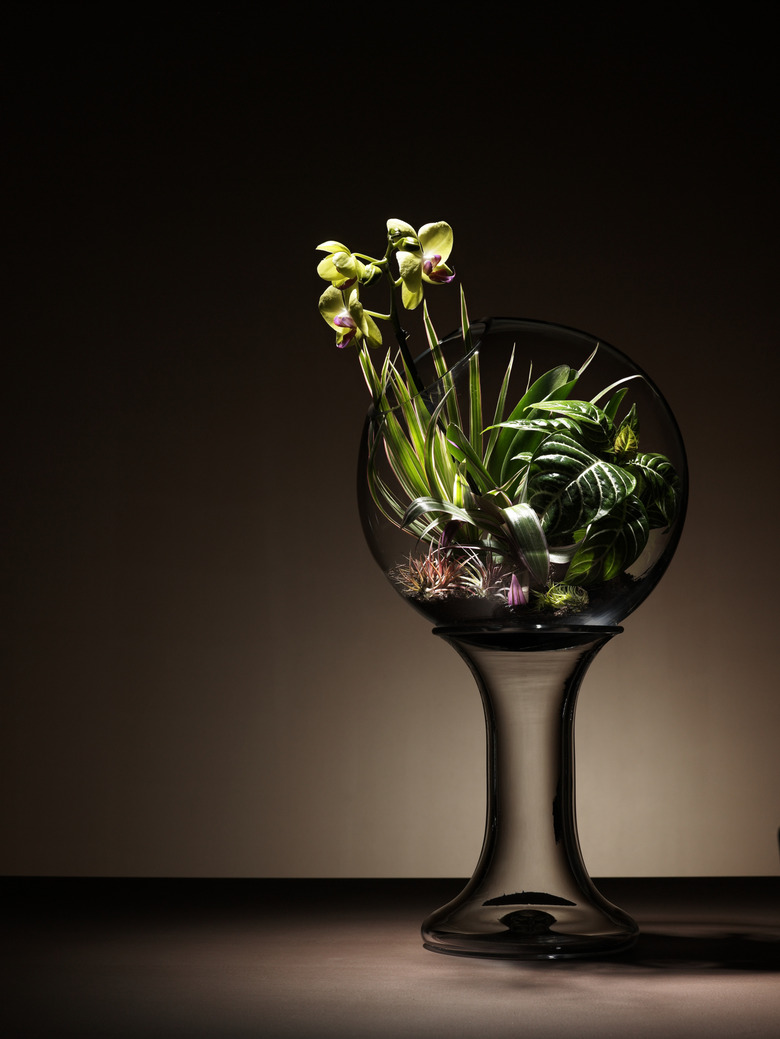 Tropical plants and orchid flower in  terrarium