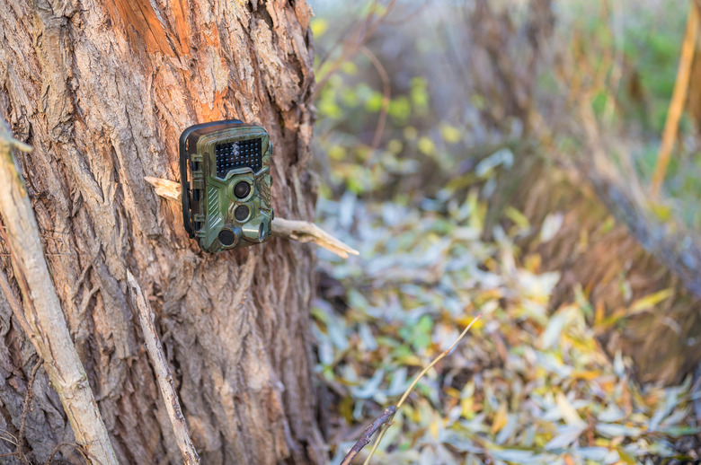 Wild camera on a tree in undergrowth to observe the wildlife