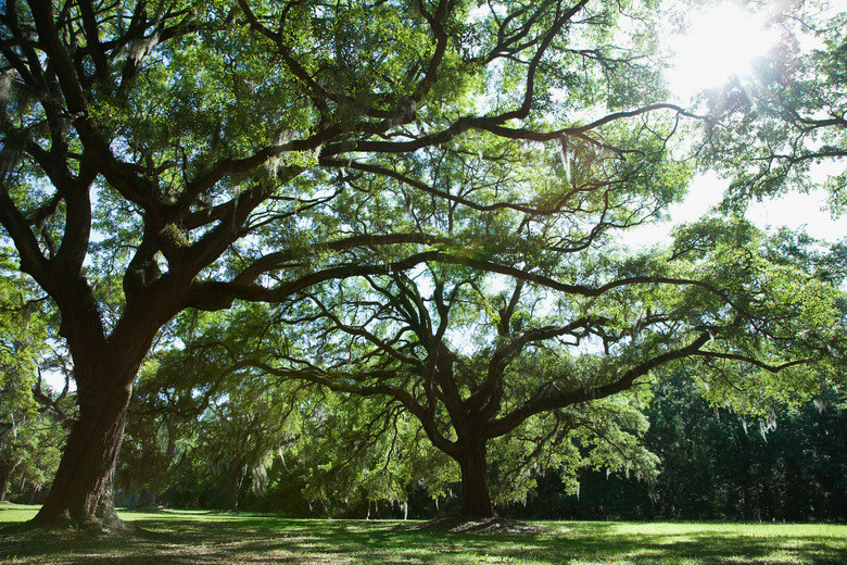 Park landscape with lawn and trees