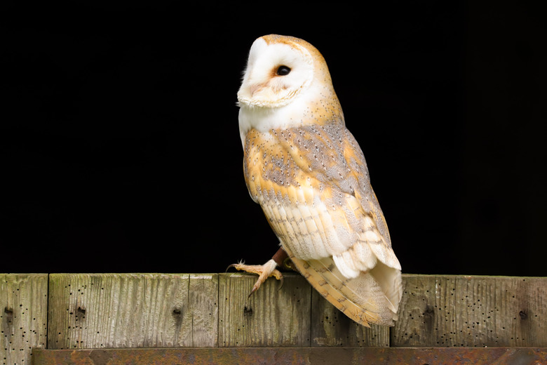 Barn Owl (Tyto Alba)