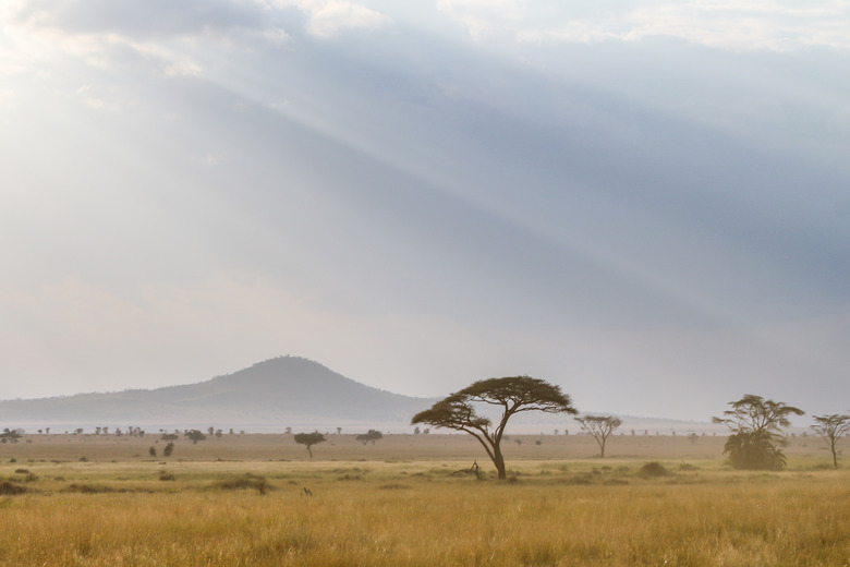 The Serengeti