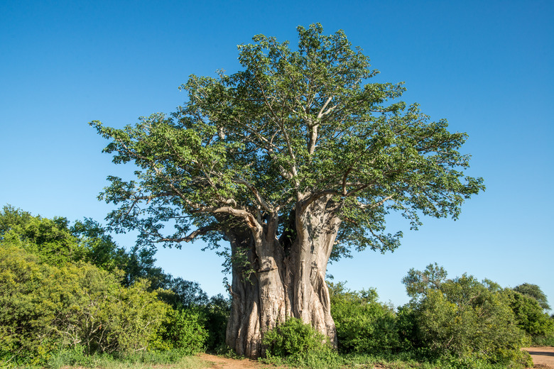 Baobab tree