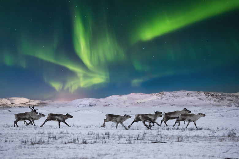 Wild reindeer on the tundra on the background of the Northern Lights