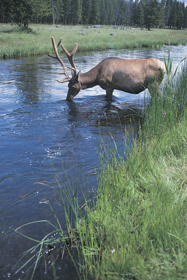 Caribou