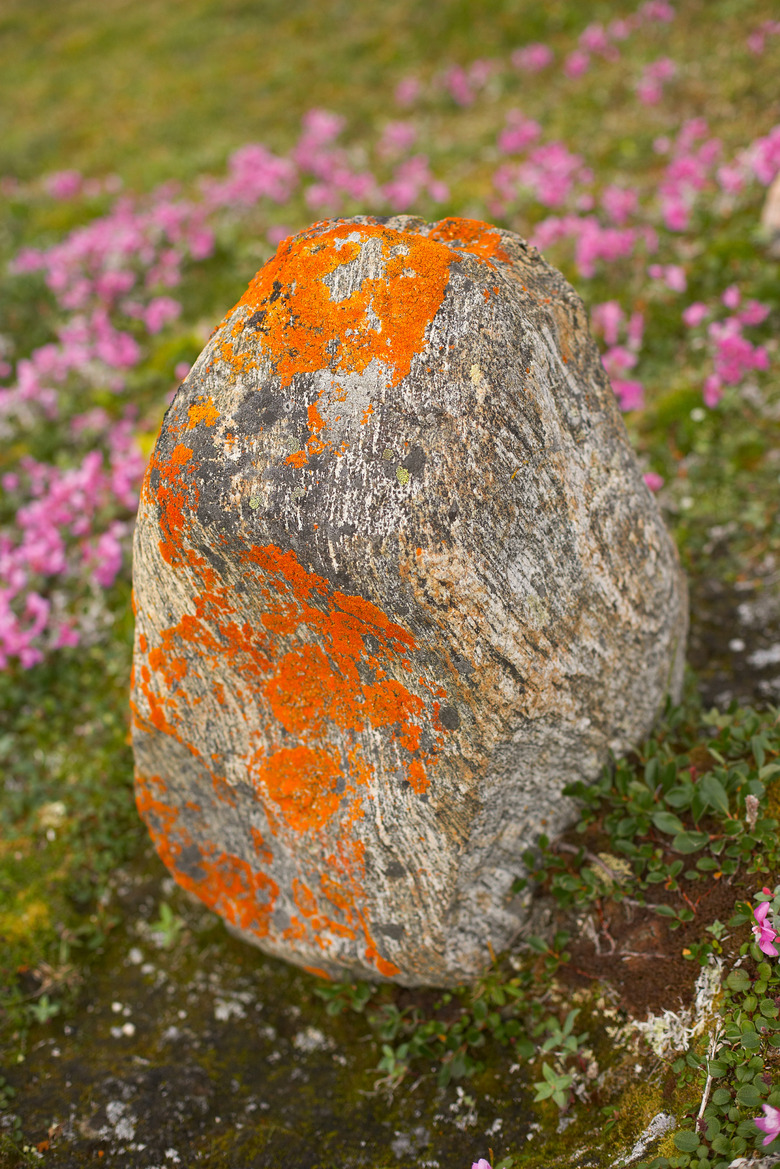 Boulder with lichens in Arctic tundra