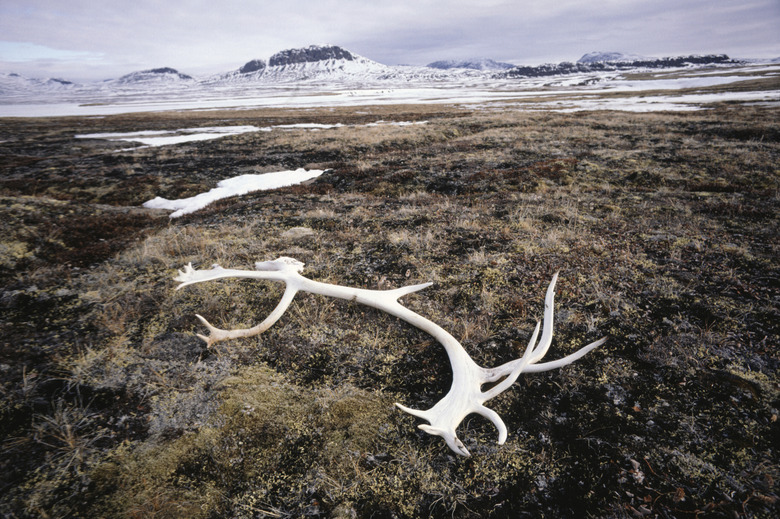 Caribou antler laying on ground, Tundra, Baffin Island, Canada