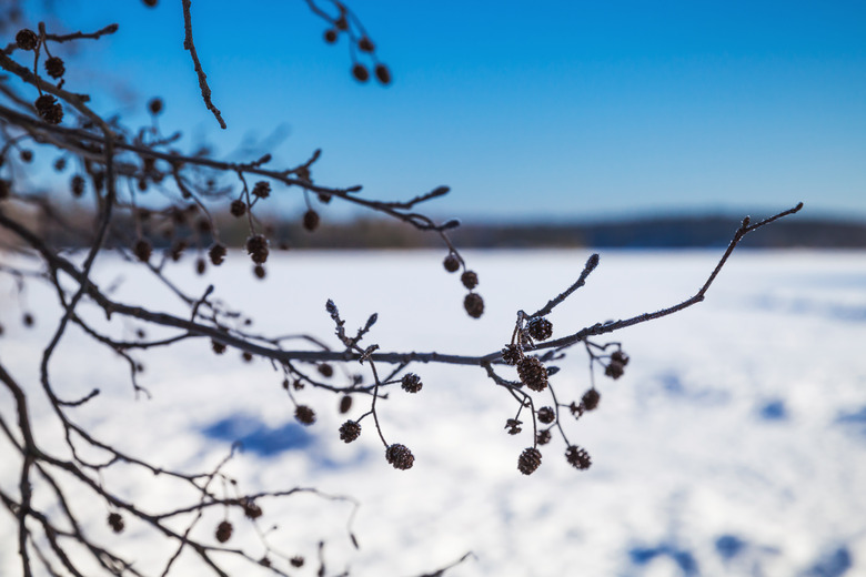 Alder tree branches in winter. Close-up