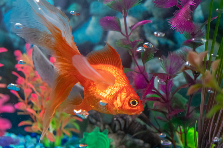 Goldfish swimming in a home aquarium