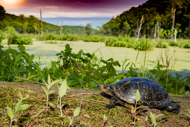 Female Spotted Turtle