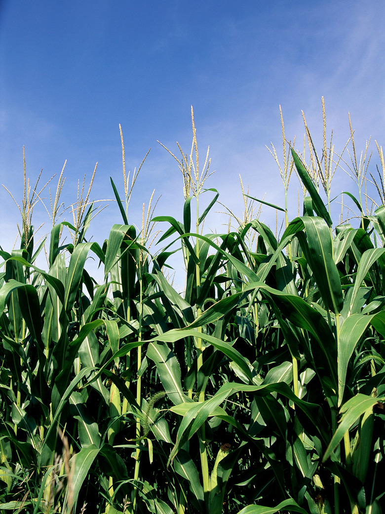 Photo, Close-up of corn in a field