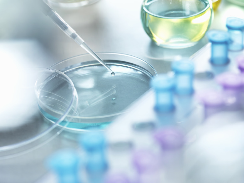 Scientist pipetting a sample into a petri dish during a experiment in the laboratory