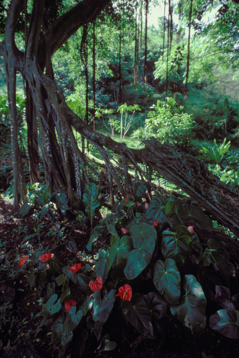 jungle flowers