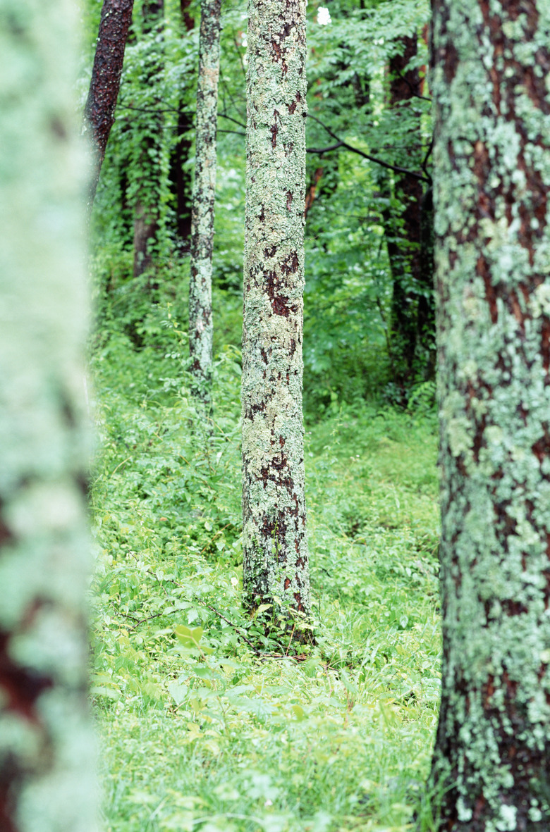 Japanese beech tree (Fagus sp.)