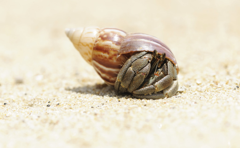 Hermit Crab on a beach