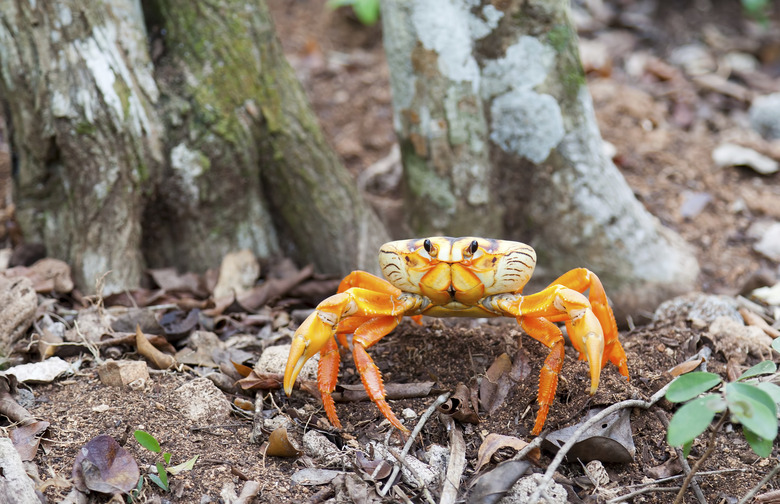 Yellow land crab in Cuba