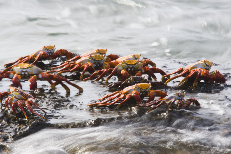 Sally Lightfoot Crabs Marching Together