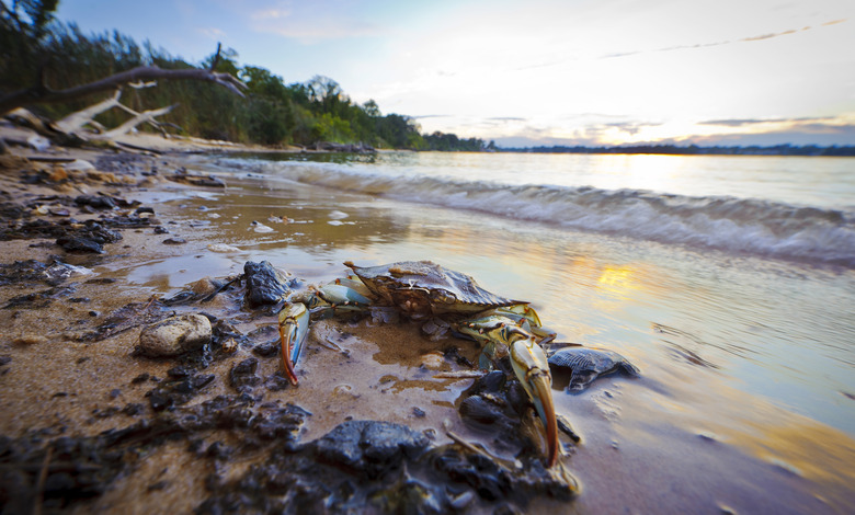 Maryland Blue Crab at sunset on the Chesapeake Bay