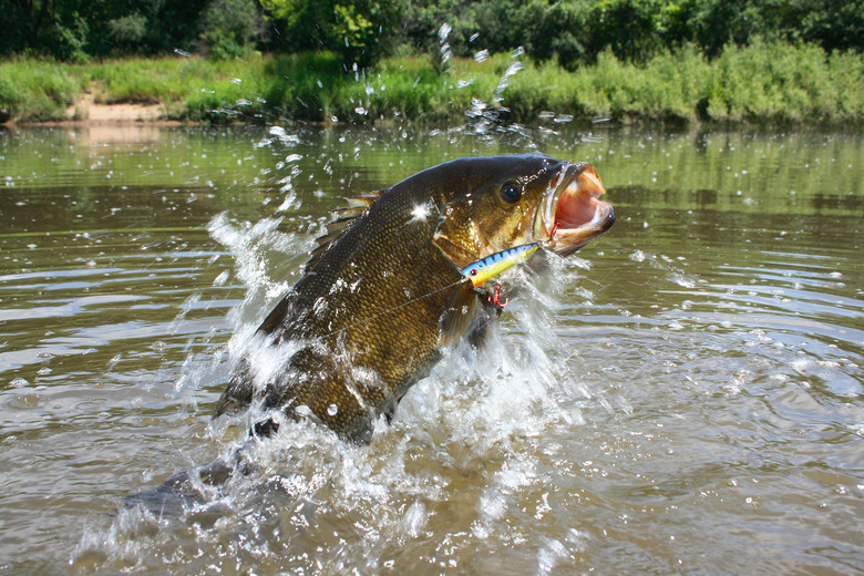 Smallmouth Bass 1446