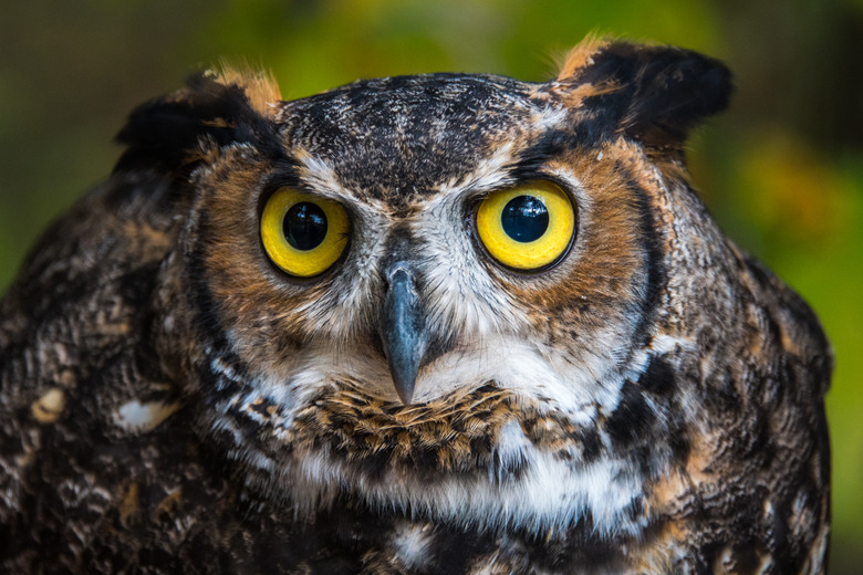 Great Horned Owl