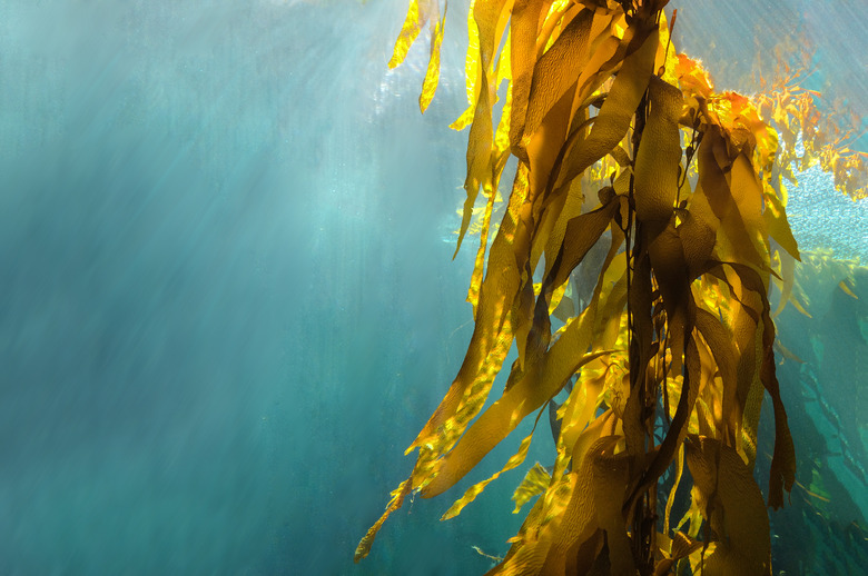 Kelp forests are plants that grow in salt water