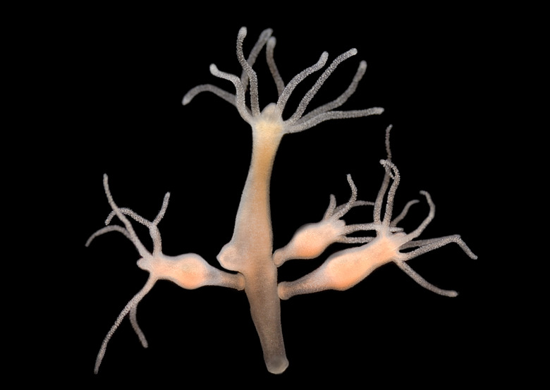 Hydra vulgaris - freshwater hydroid