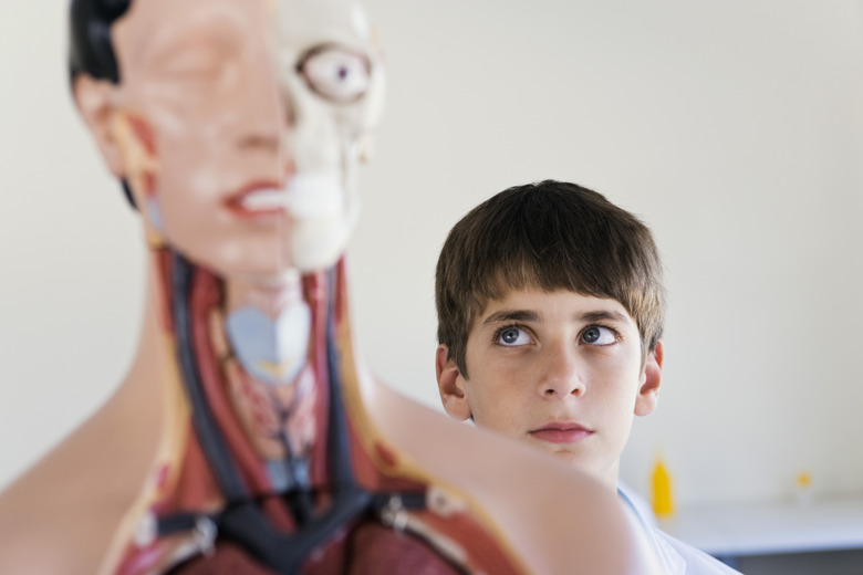 Boy looking at skeleton