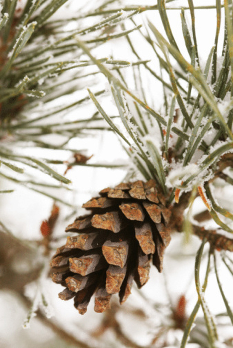 Types and Species of Cone-bearing Trees