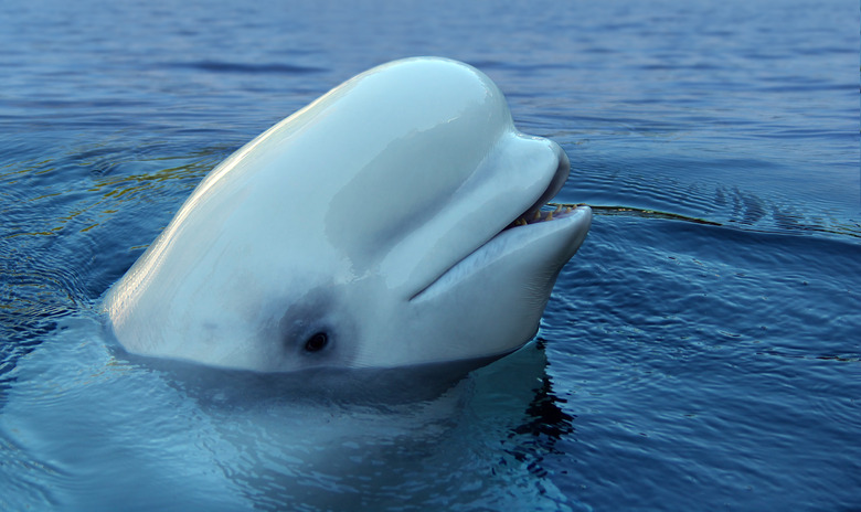 White beluga opening her mouth over water