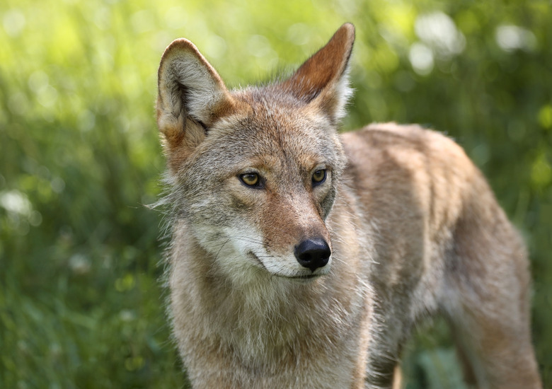 coyote during spring