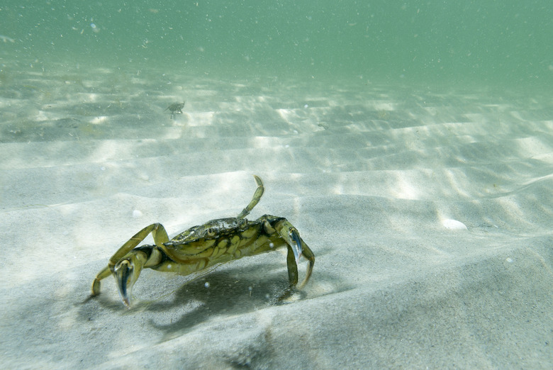 Crab under water in the sand