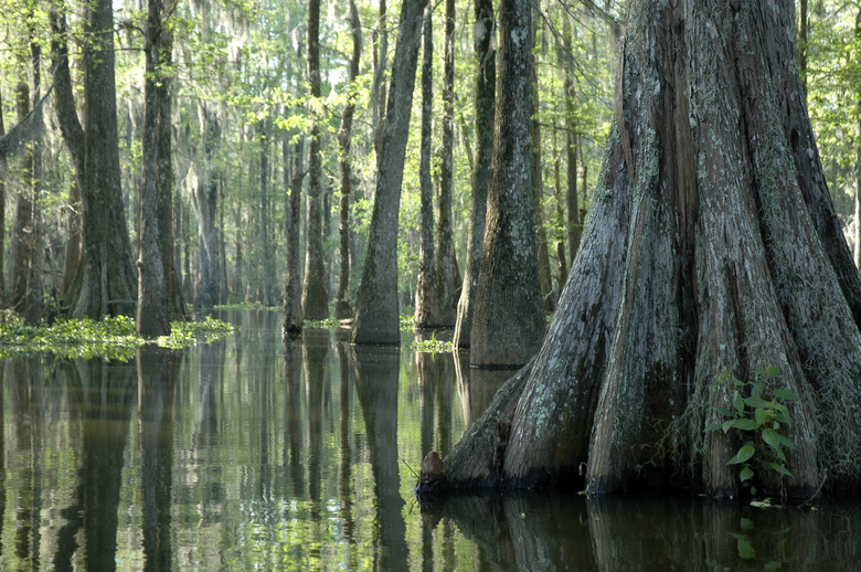 Morning In The Swamp