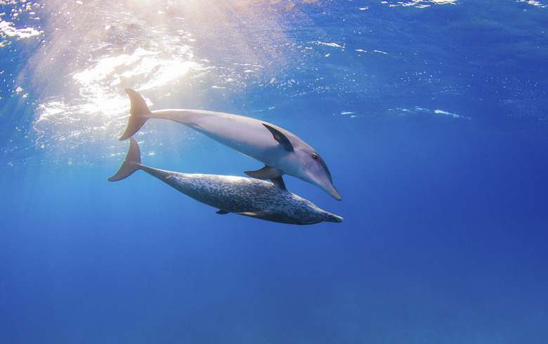 Two Dolphins with Light