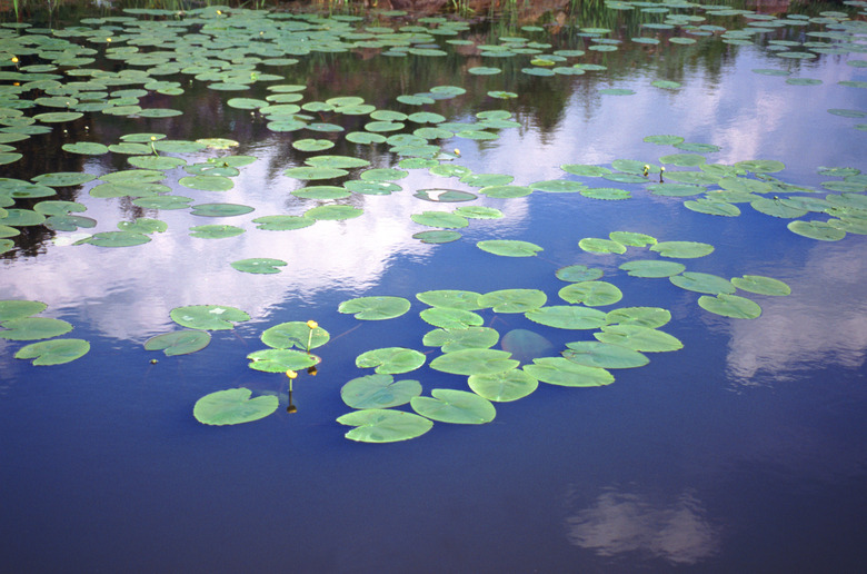 water lilies on water