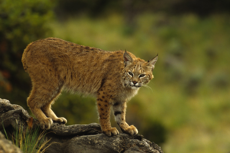 Bobcat on Log