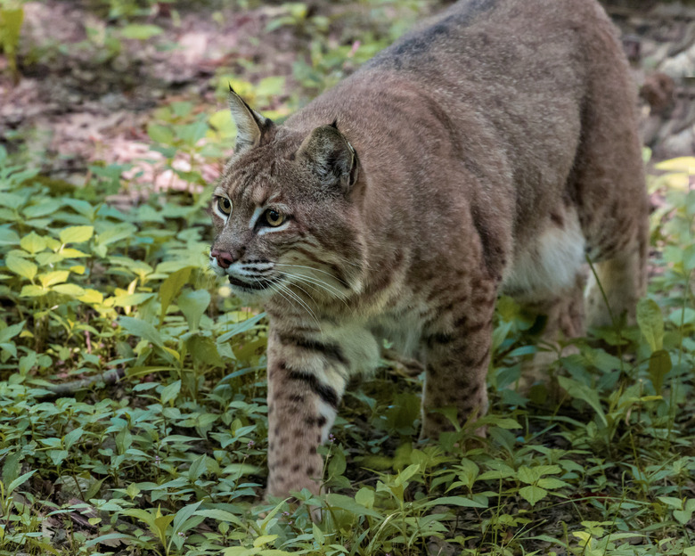 Bobcat Walking