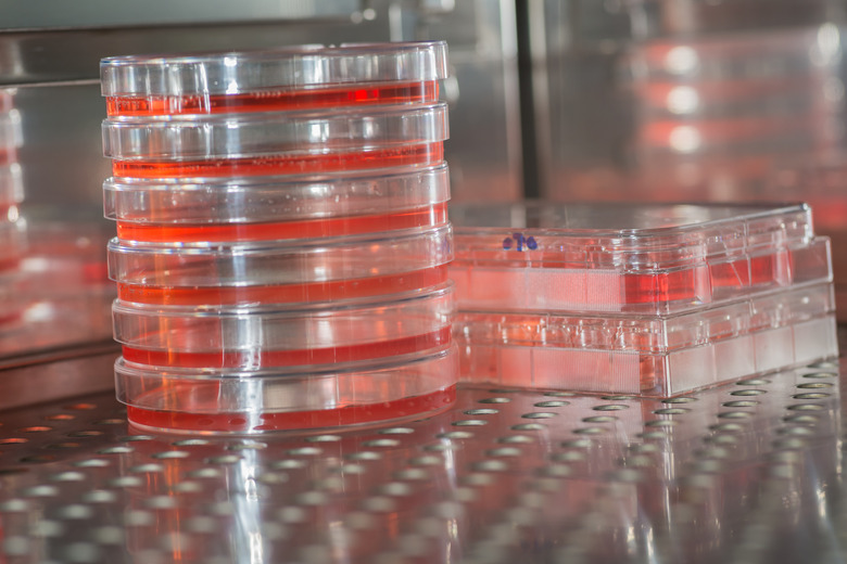 Biological cell cultures in storage