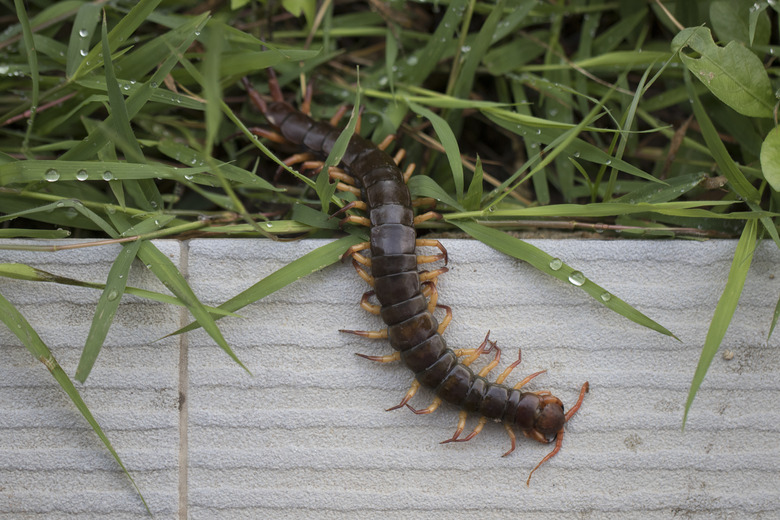 The Giant red Centipede dangerous animal in the Garden.