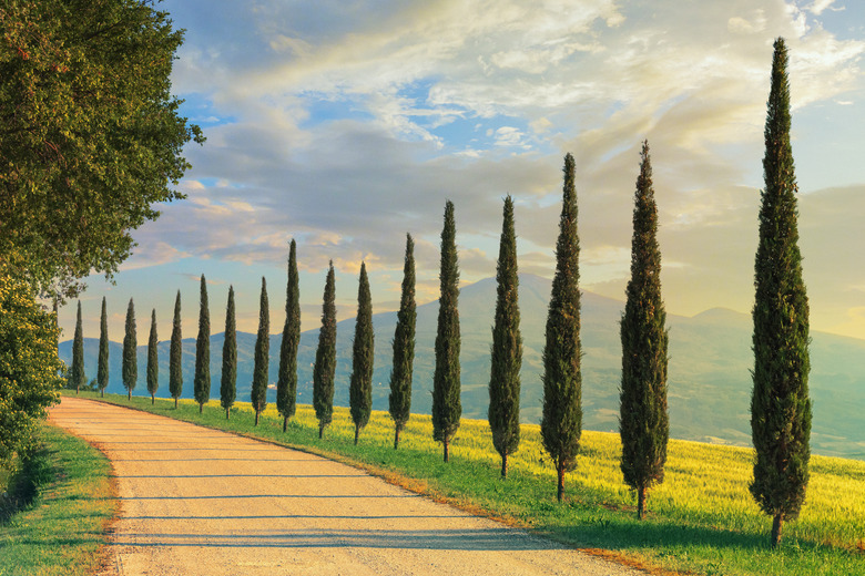 Cypress trees in Tuscany, Italy