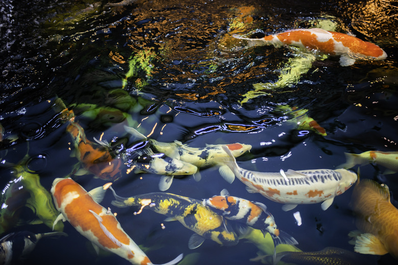 Many koi fish swim in the pond.