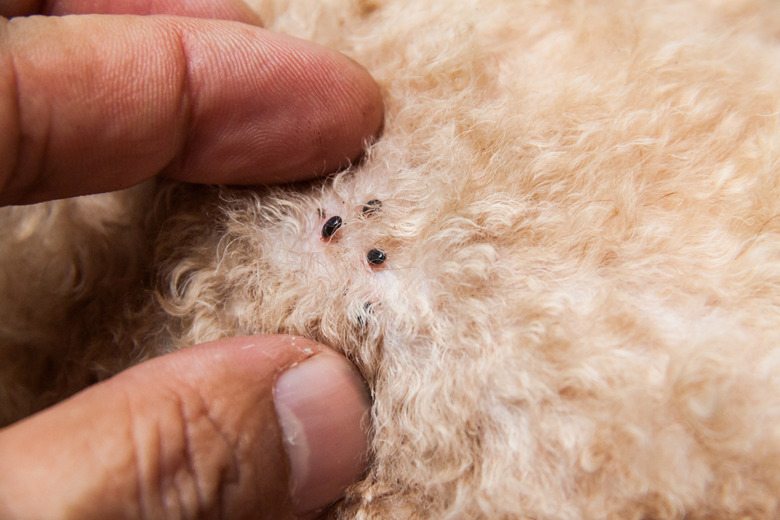 Closeup of mite and fleas infected on dog fur skin