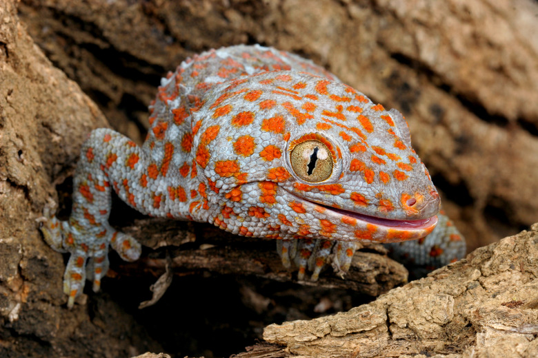 Tokay Gecko