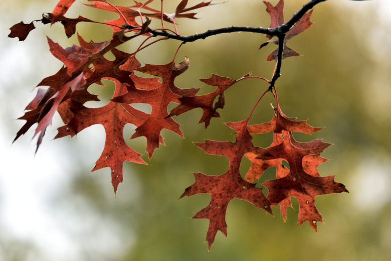 Autumn Leaves