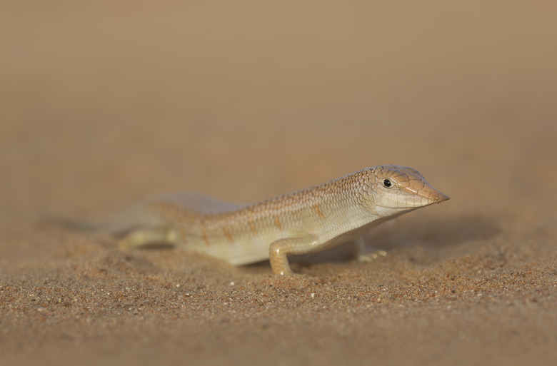 Eastern Sandfish (Scincus mitranus)